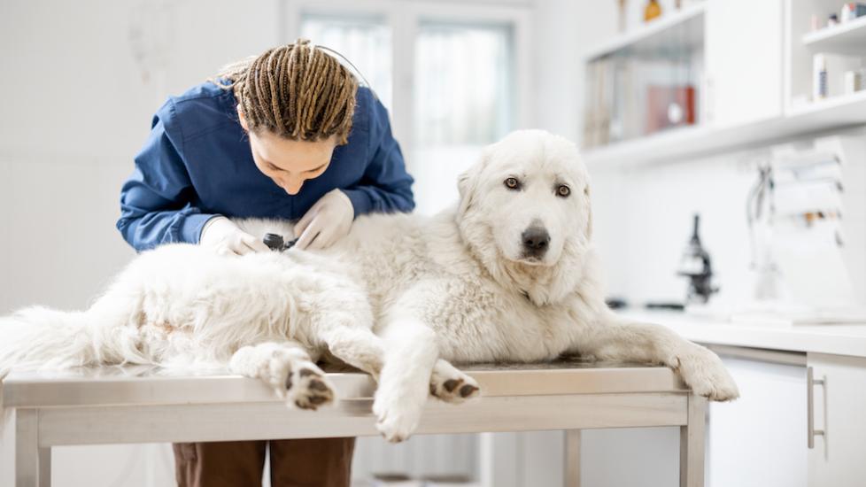 Dog at vet